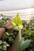Anthurium Pterodactyl Variegated