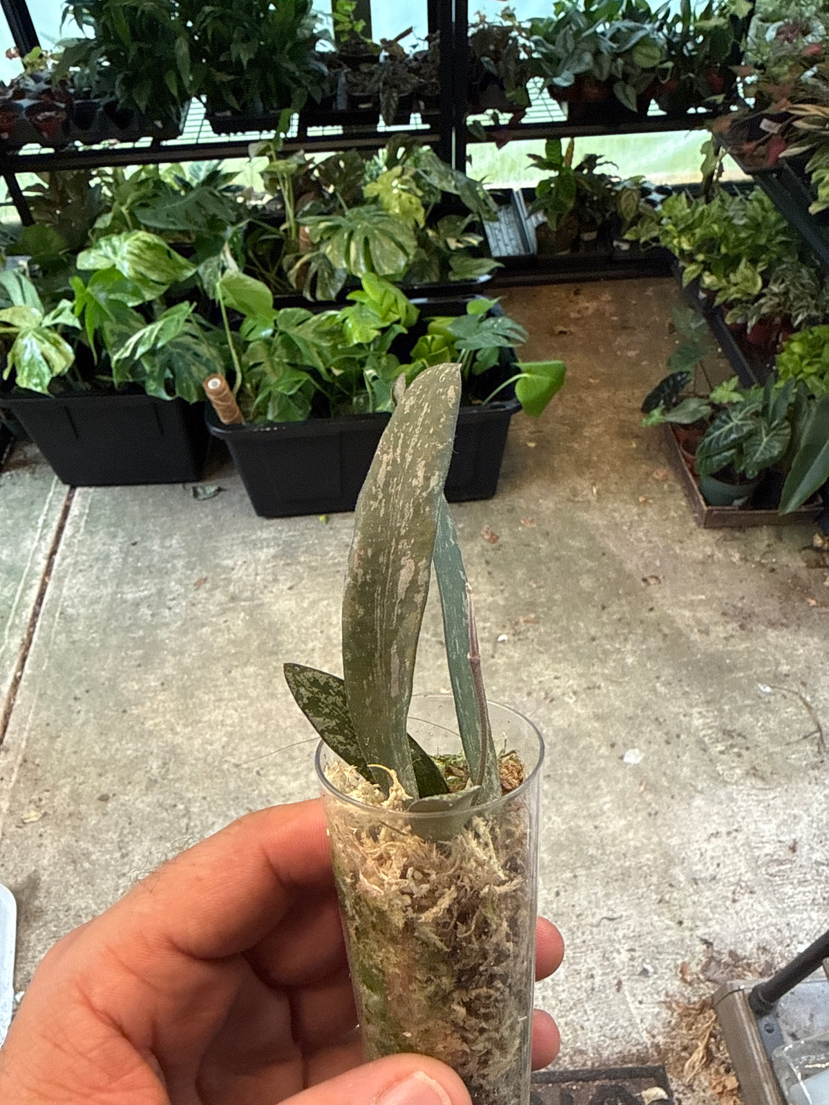Hoya Sigilatis Silver 2”