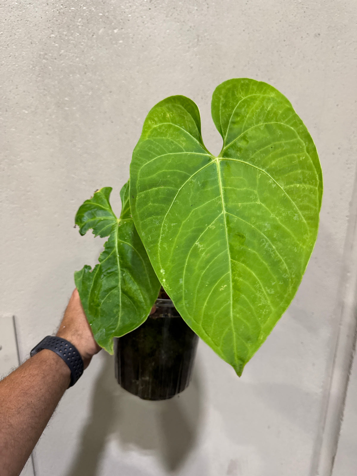 Anthurium Regale AFF