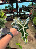 Alocasia Nobilis Pink Revert 2"