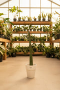 Euphorbia Tigrona African Milk Cactus 4”