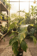 Epipremnum Yellow Flame