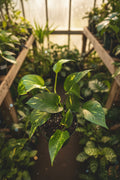 Epipremnum Hawaiian Pothos