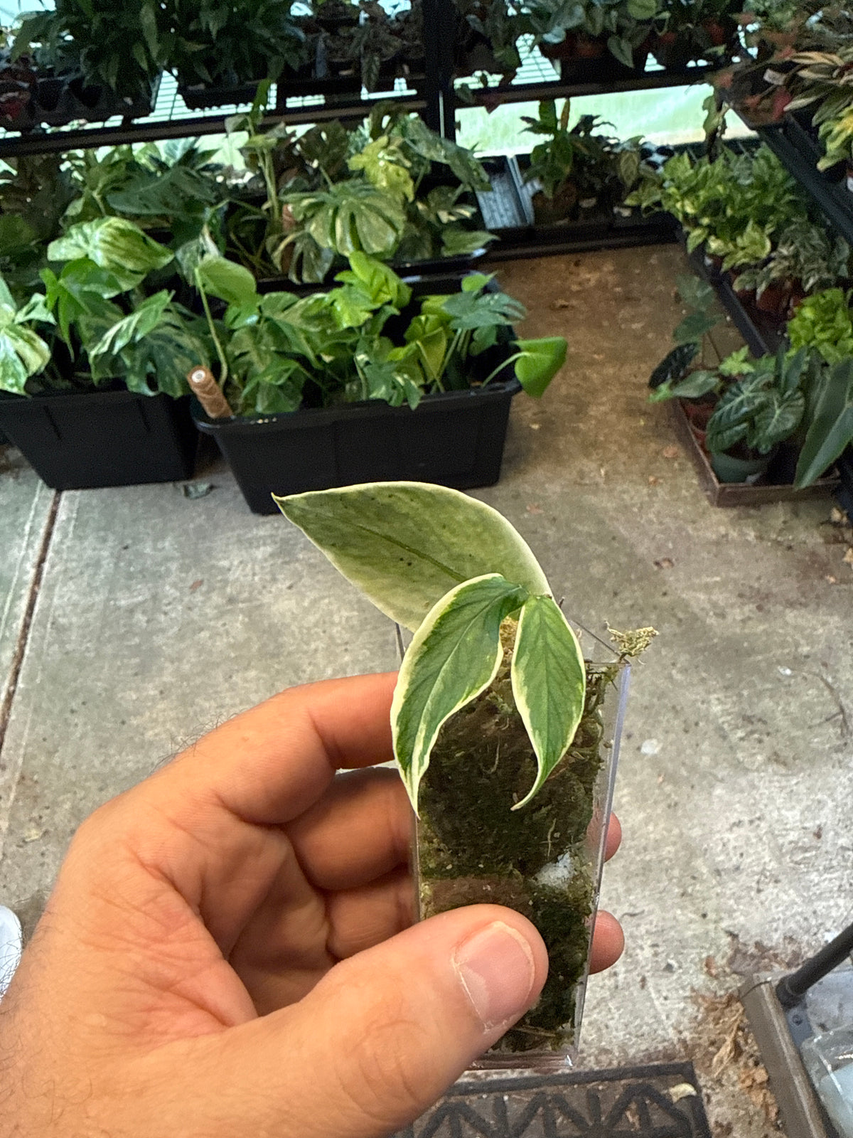Hoya Polyneura Outer Variegated 2”