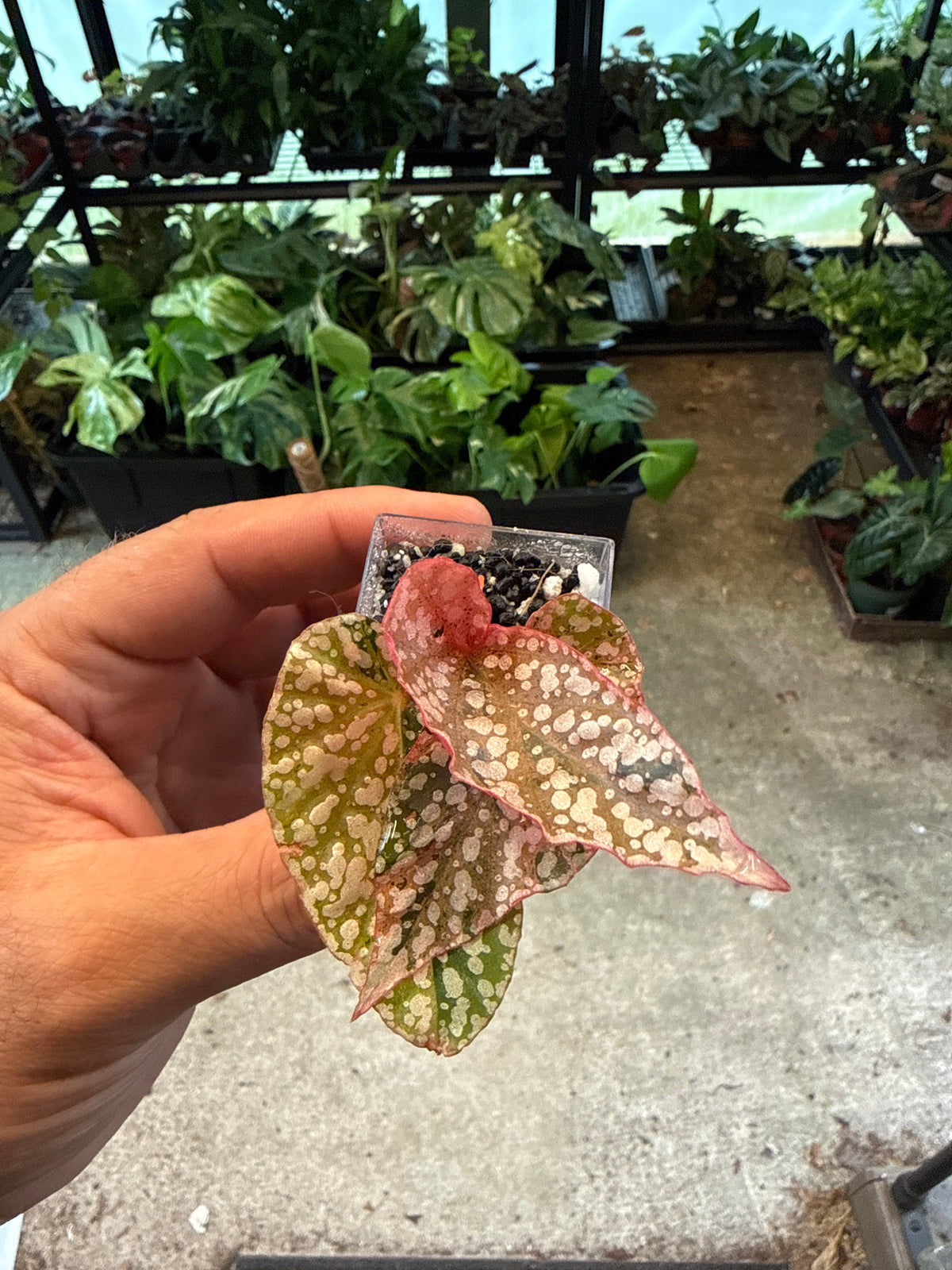 Begonia 'Pink Snowcapped' 2”