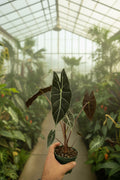 Alocasia Dragons Tooth