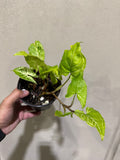 Syngonium Batik