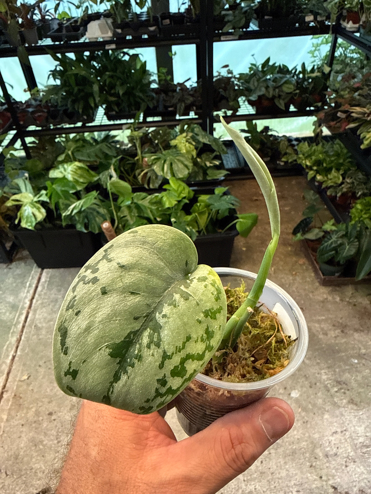 Scindapsus Silver Sierra