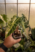 Alocasia Polly Pink Snow 3” Large