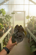 Alocasia Azlanii 3”