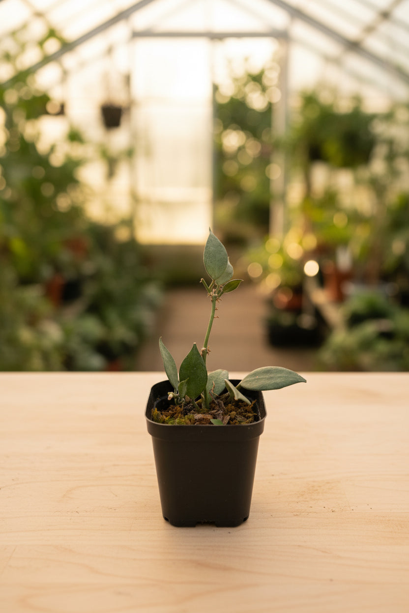 Hoya Lacunosa Mint 4"