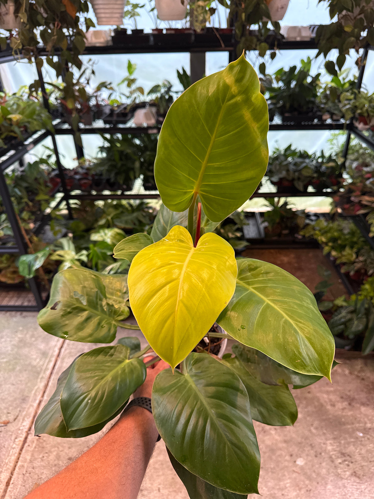 Philodendron Red Moon/Yellow Flame  6”