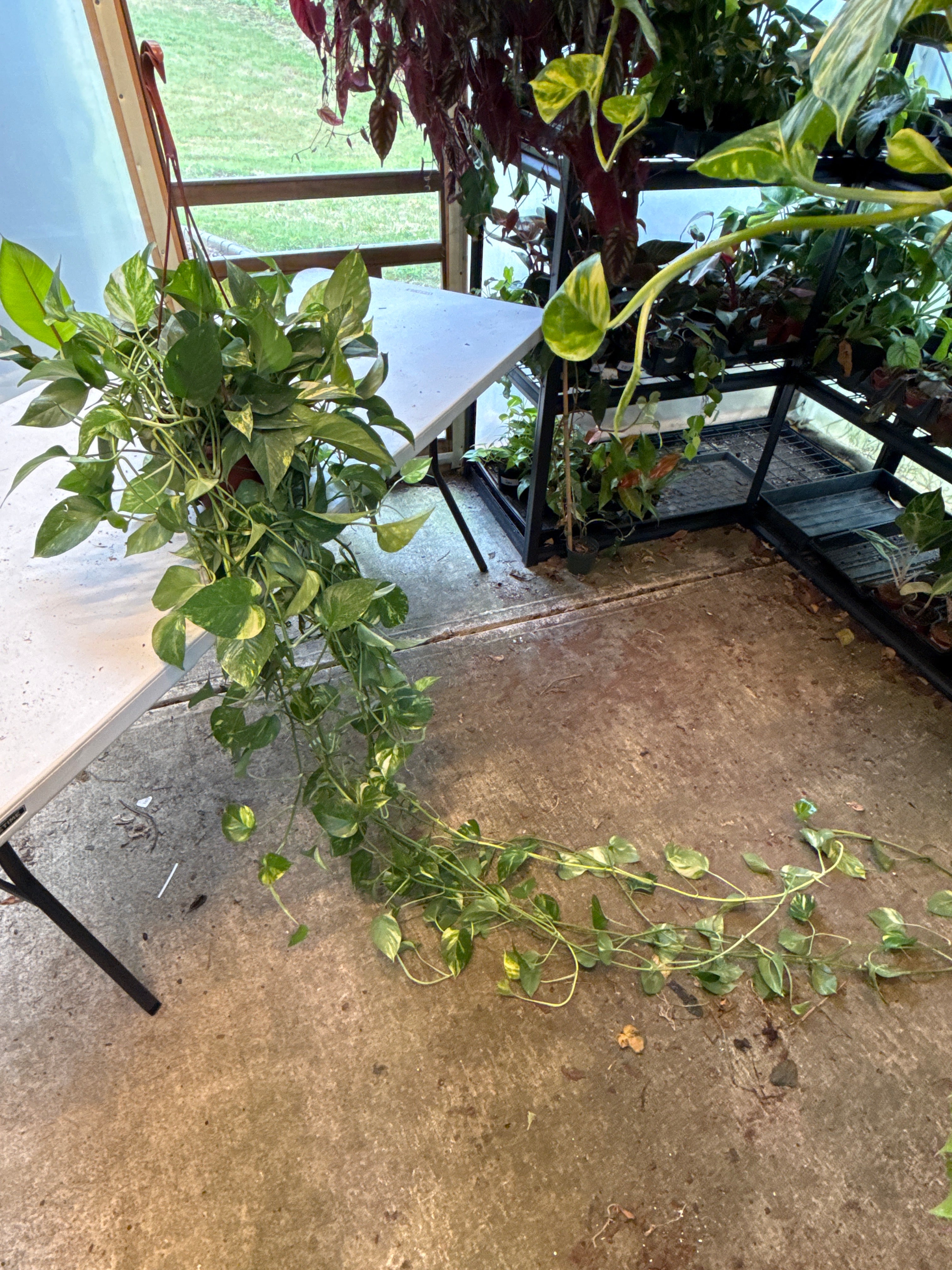 Epipremnum Golden Pothos HB