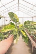 Philodendron Green Congo Nuclear 4”