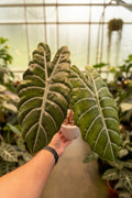 Alocasia Pink Chantrieri Revert 5”