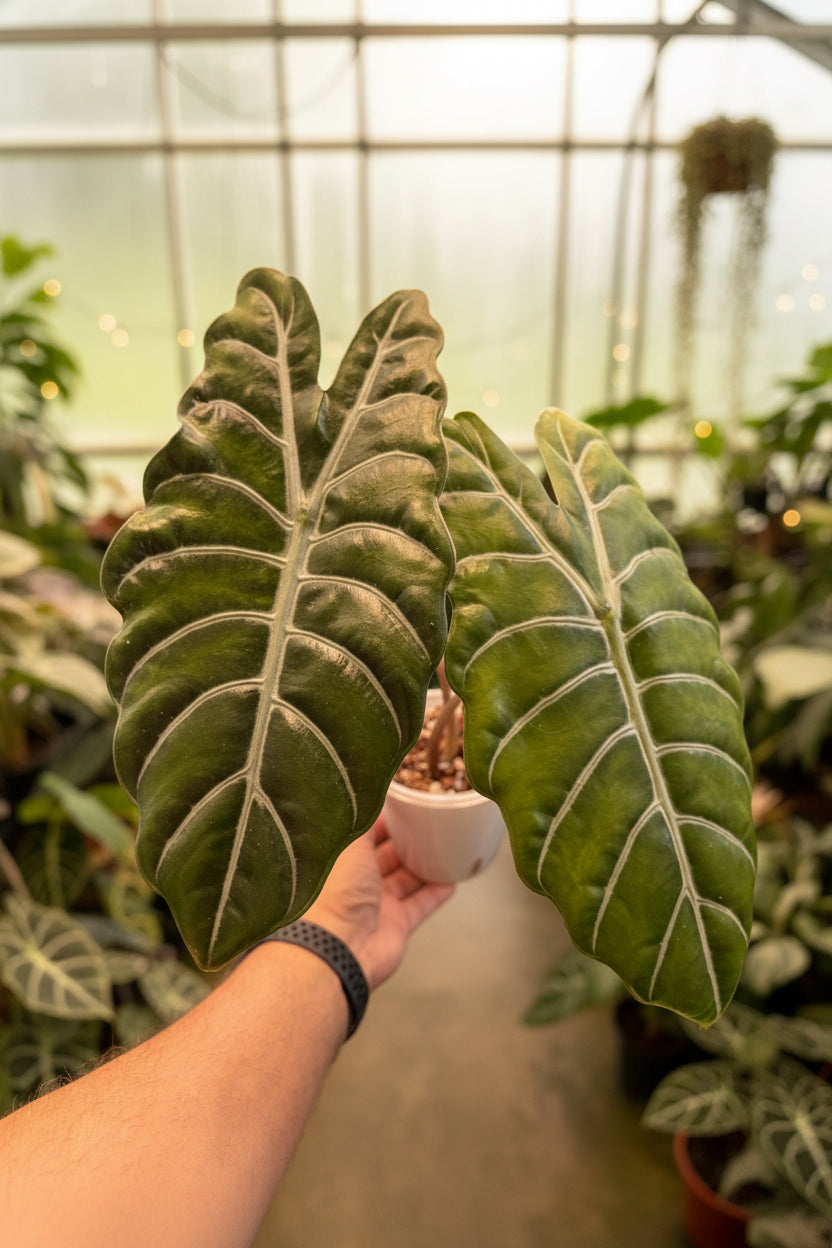 Alocasia Pink Chantrieri Revert 5”