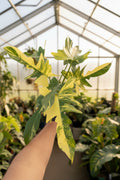 Philodendron Florida Beauty x Mayoi