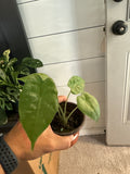 Alocasia Calidora 4"