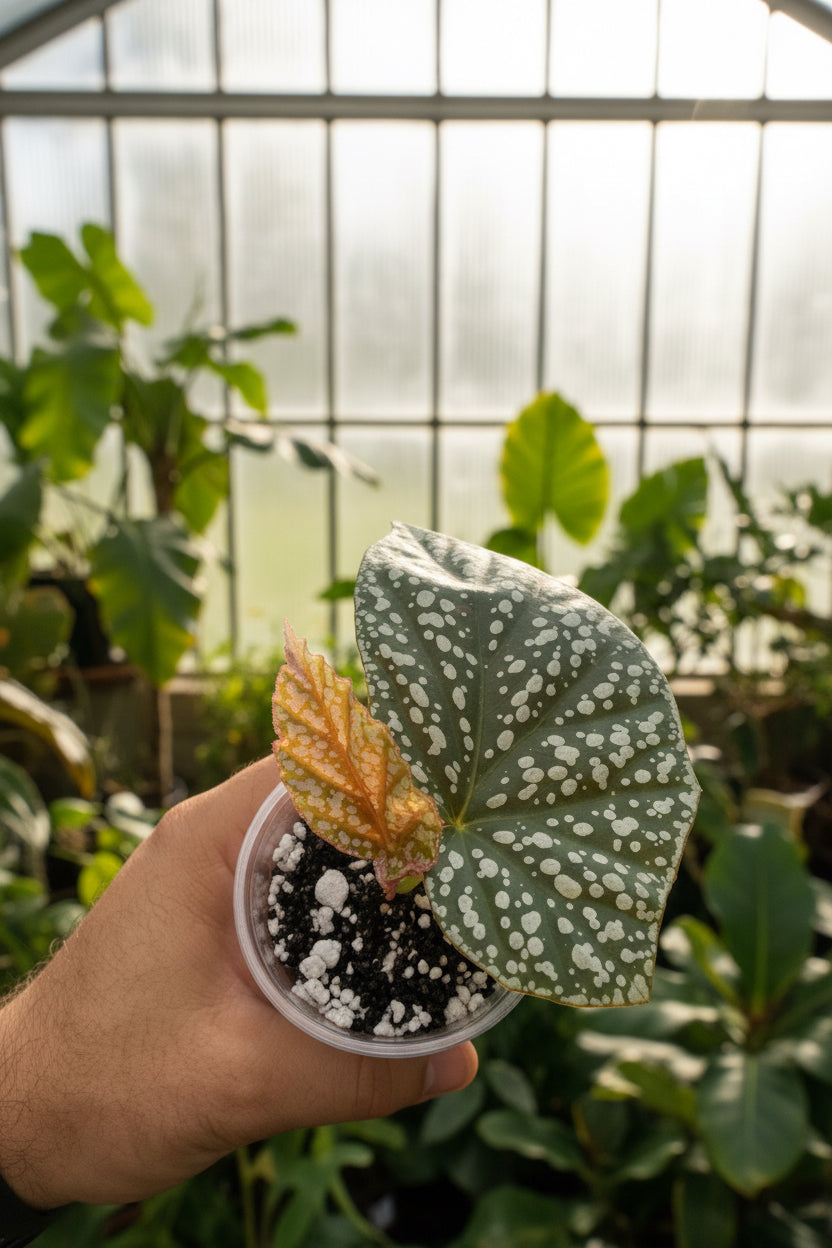 Begonia 'Pink Snowcapped' 3”