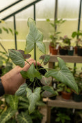 Syngonium Salmon Pink