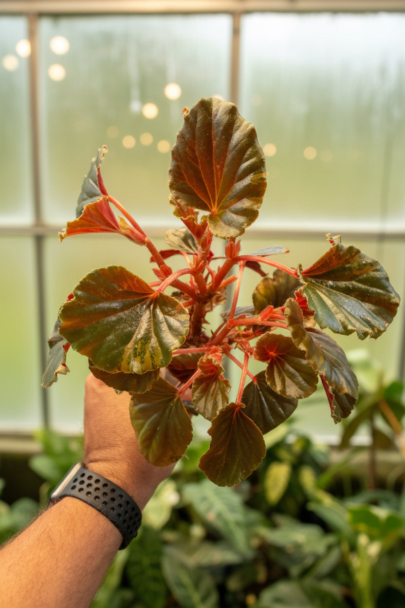 Begonia cucullata ‘Aurea’ 2”