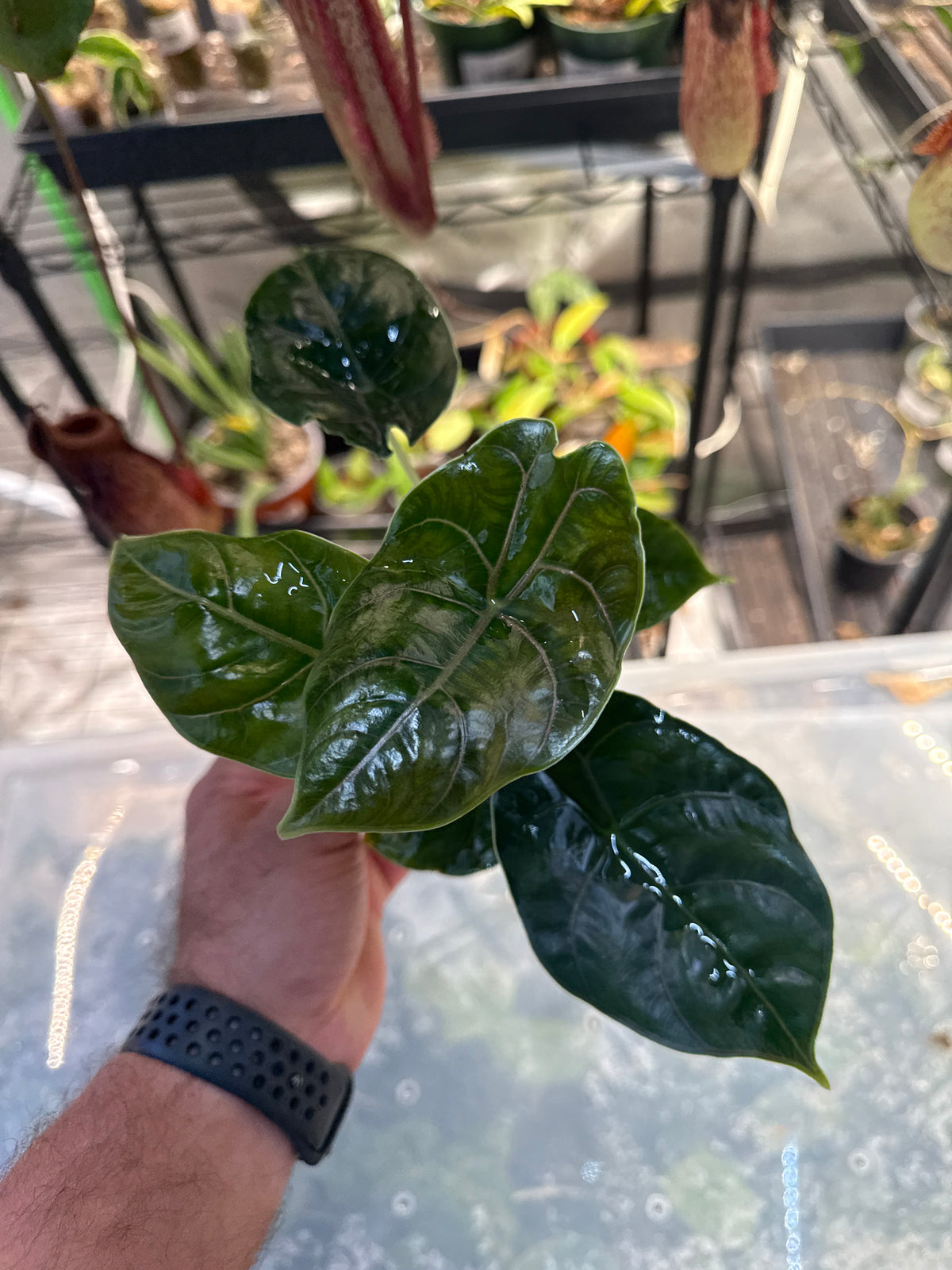 Alocasia Azlanii 4”