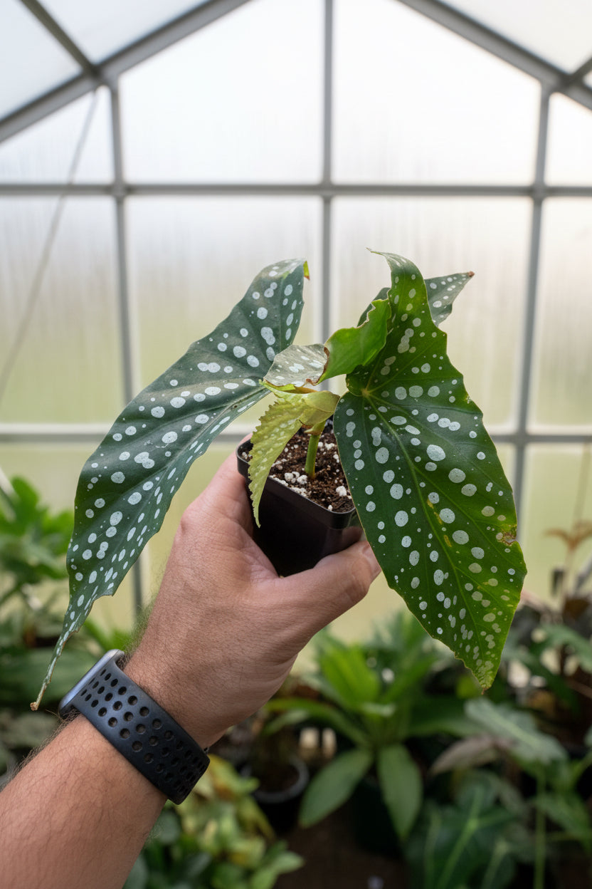 Begonia My Special Angel