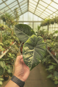 Alocasia Maharani Sport Albo 6"
