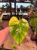 Monstera Marylin Large Form