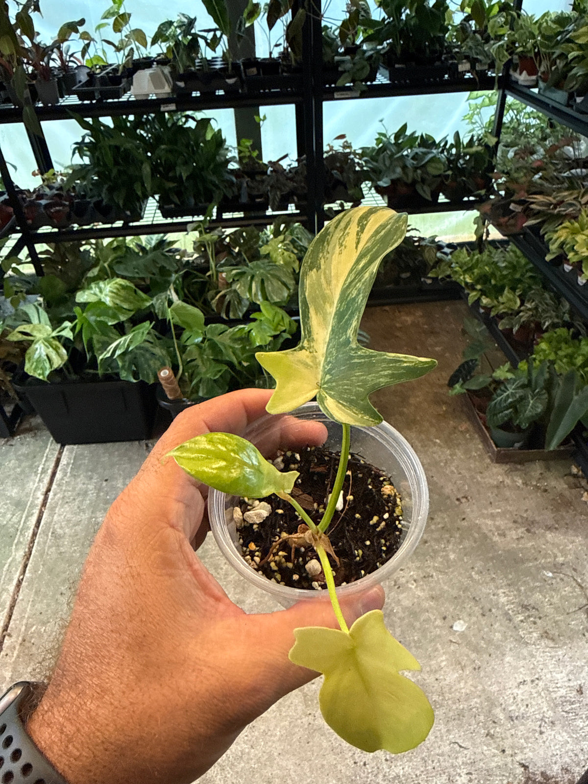 Philodendron Bipennifolium Variegated