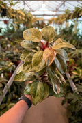 Philodendron Dwarf Red Congo Variegated