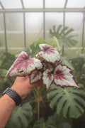 Begonia Bullseye