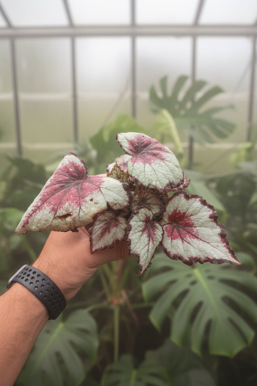 Begonia Bullseye