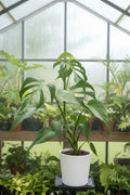 Monstera Burle Marx Flame XL