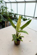 Alocasia Lauterbachiana Mint 4”