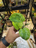 Scindapsus Tembaga