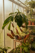 Nepenthes St. Gaya Pitcher Plant HB 8”