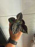 Alocasia Infernalis Kapit 4”