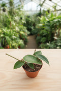 Hoya Macrophylla Albo 4"
