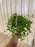 Hoya Mathilde Splash 8" HB Mother