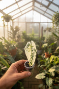 Alocasia Frydek Albo Variegated 2”