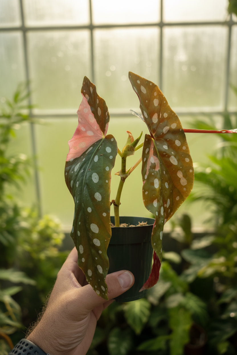 Begonia Pink Maculata 4”