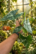 Alocasia Simpo Albo 4”