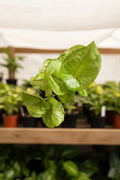 Syngonium Kiwi Delight