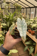 Alocasia Polly Ghost Mint 3”