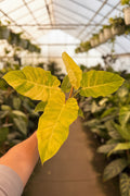 Philodendron Jungle Fever Variegated 6”