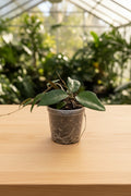 Hoya Parasitica Black Margin 4"