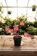Caladium Hybrid 6"