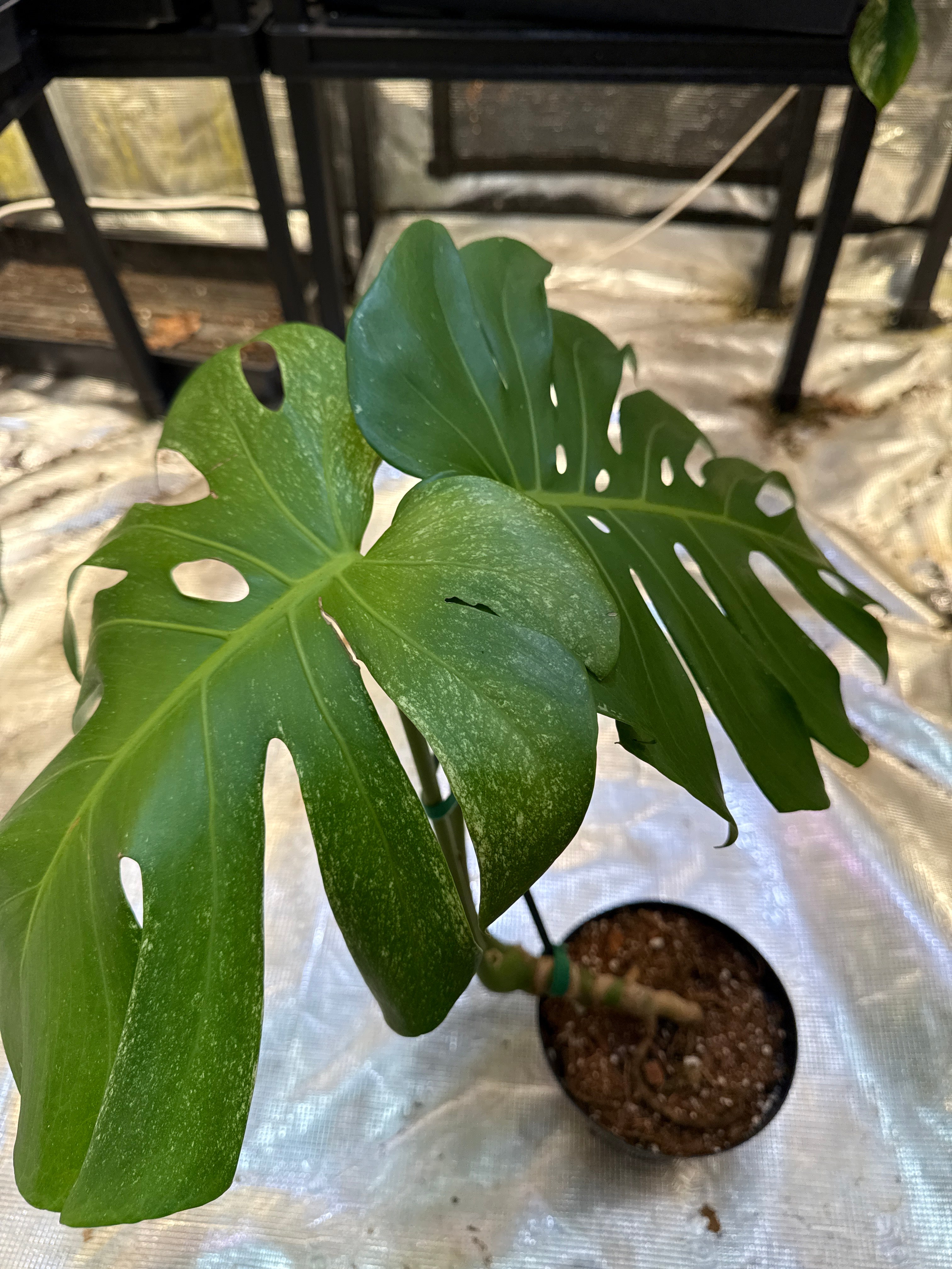 Monstera Deliciosa Albo Sport LF