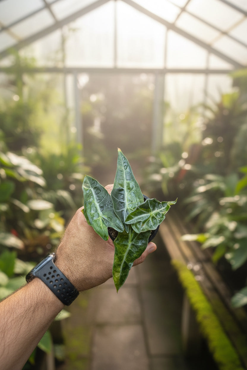 Alocasia Polly Aurea 3”